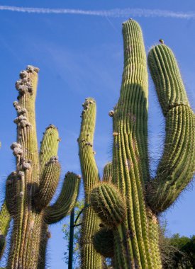 Giant cactuses