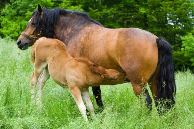 Hemşirelik mare