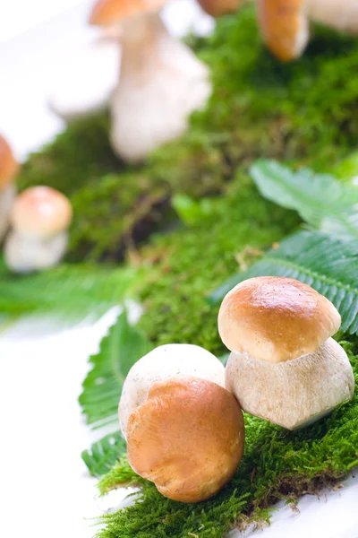 Funghi freschi — Foto Stock