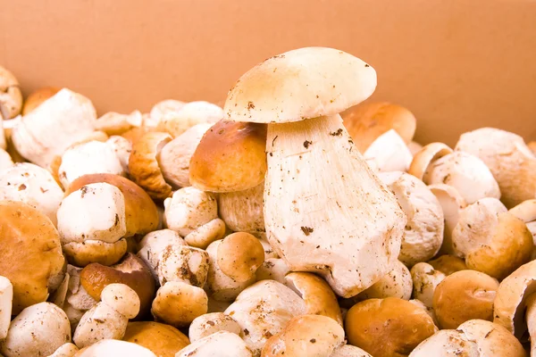 Vydané houby — Stock fotografie