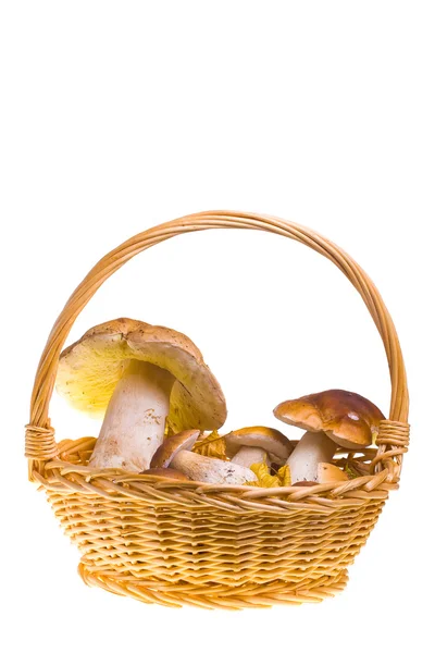 버섯 바구니 — 스톡 사진