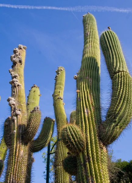 stock image Giant cactuses