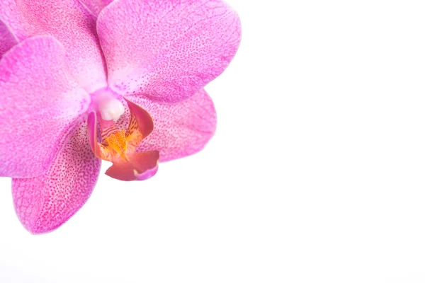 stock image Orchid