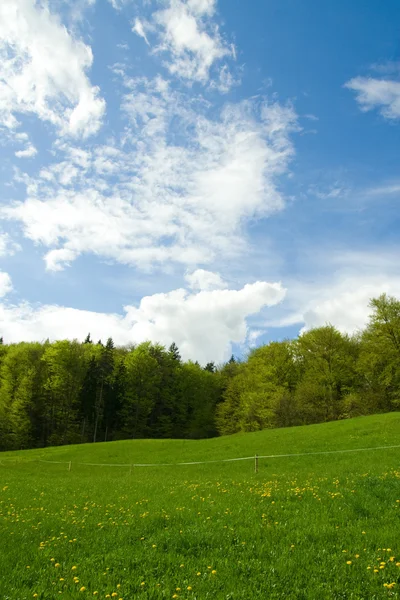 stock image Nature