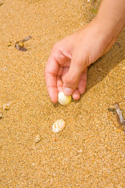 貝殻を拾う — ストック写真