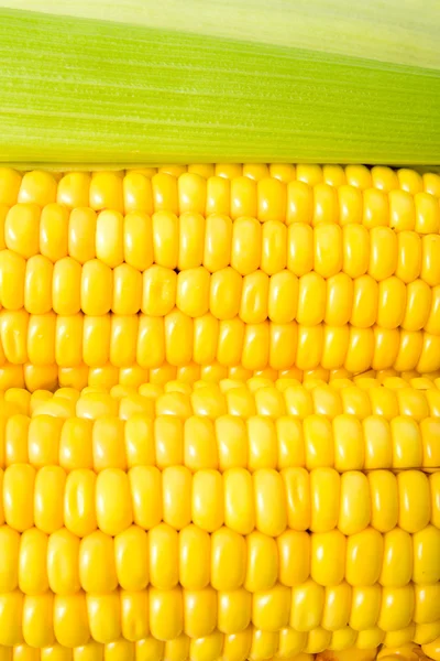 Maize close up — Stock Photo, Image