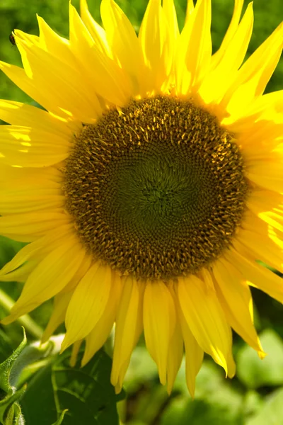 Stock image Sunflower