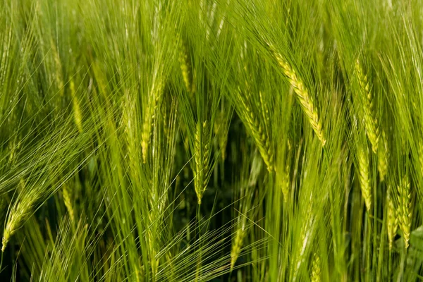 stock image Growing wheat