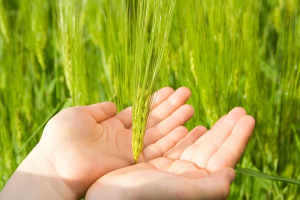 Touching wheat — Stock Photo, Image