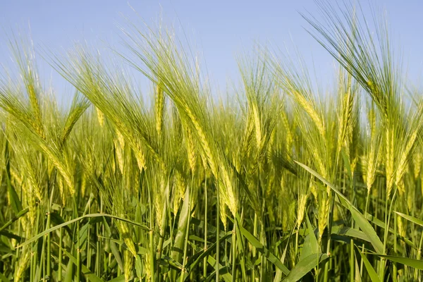 Growing wheat — Stock Photo, Image
