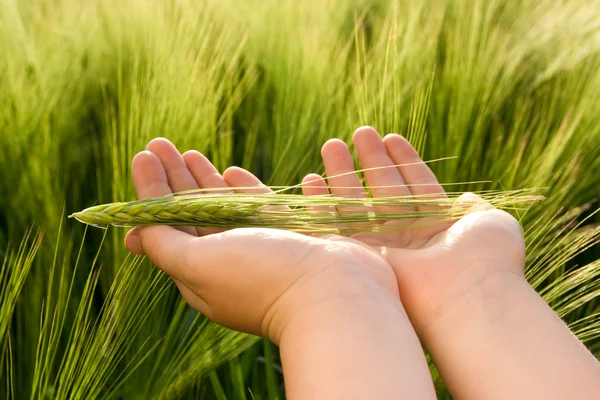 Touching wheat — Stock Photo, Image