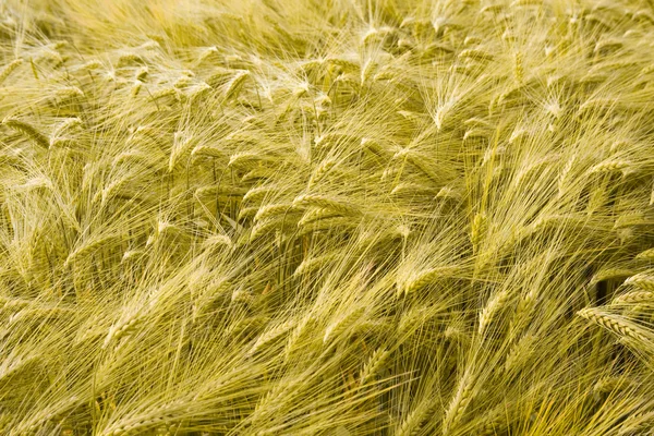 Stock image Wheat field