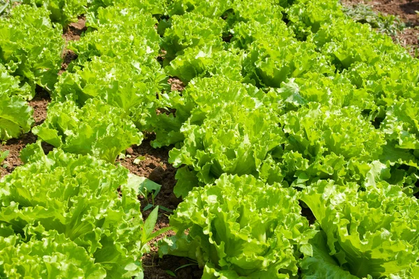 Lettuce Stock Photo