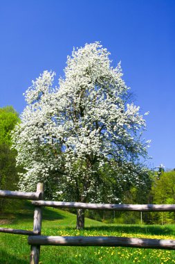 Blooming tree and meadow clipart