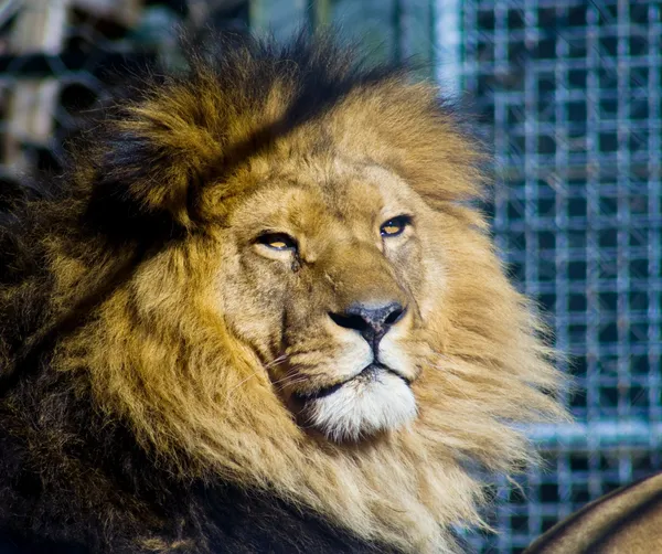 stock image Lion in cage