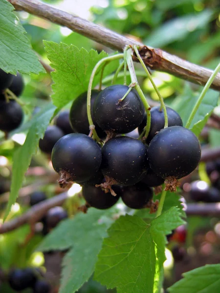 stock image Black currant