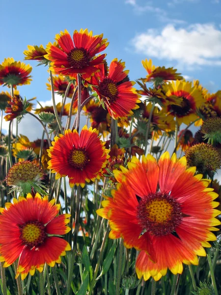 stock image Red flowers