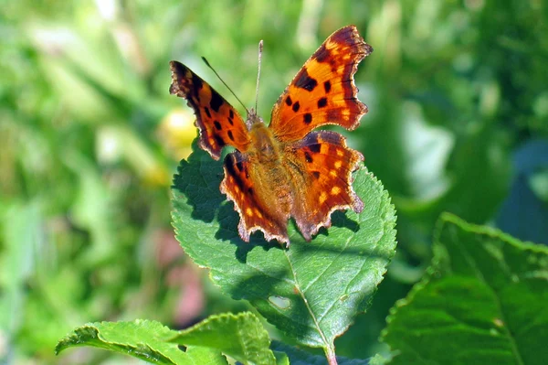 stock image Butterfly