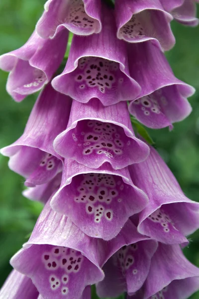 stock image Bell