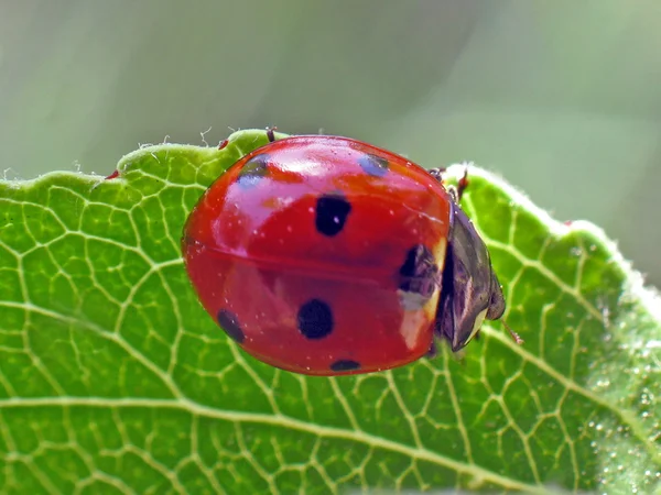 Uğur böceği