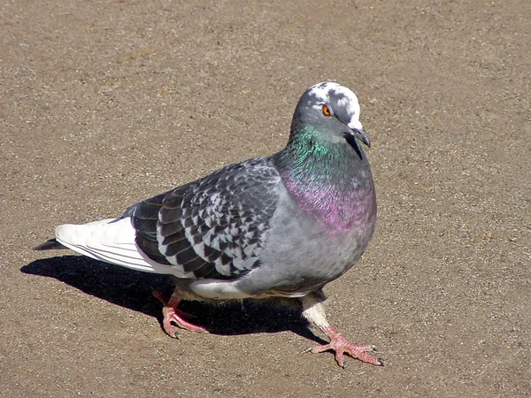 Carrier pigeon — Stock Photo, Image