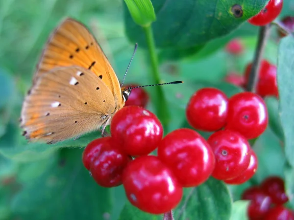 나비와 과일 스톡 사진