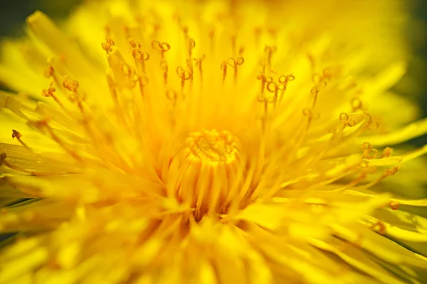 stock image Blowball