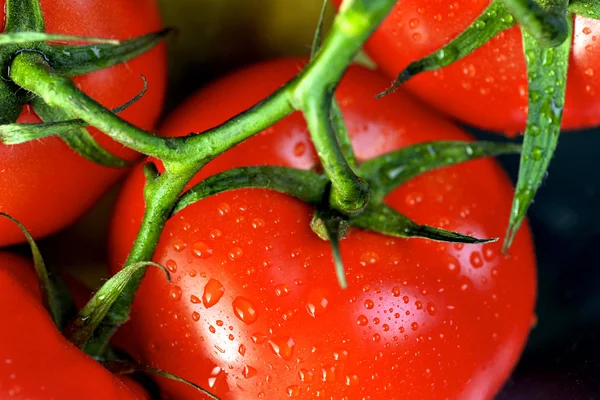 stock image Tomatoes