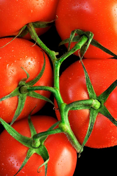 Tomater gäng Stockbild