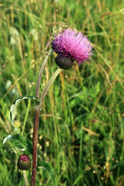 Great knapweed, (Centaurea scabiosa), clipart