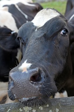 Close up of a cow clipart