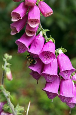 Foxgloves. clipart