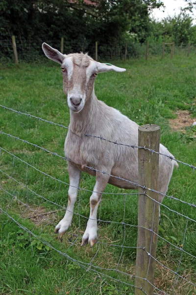 stock image Goat on a fence.