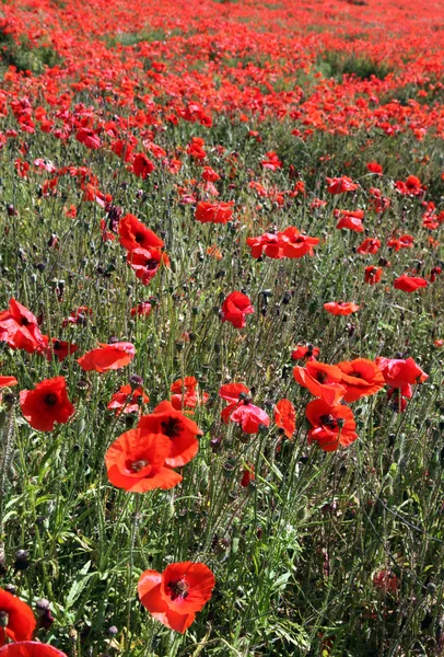 Stock image Red Poppies.