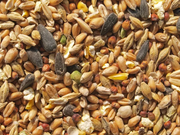 stock image Wild bird seed.