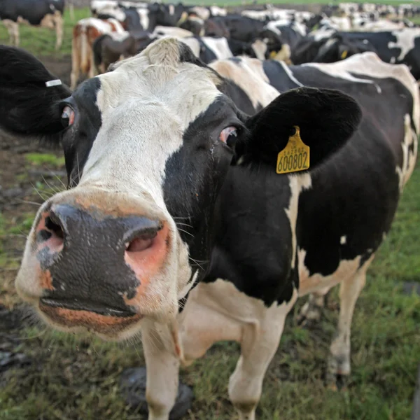 Black and white cow — Stock Photo, Image