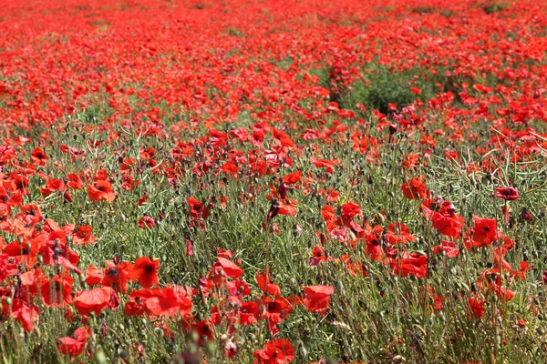 stock image Red Poppies.