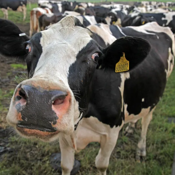 Fekete-fehér tehén Stock Kép