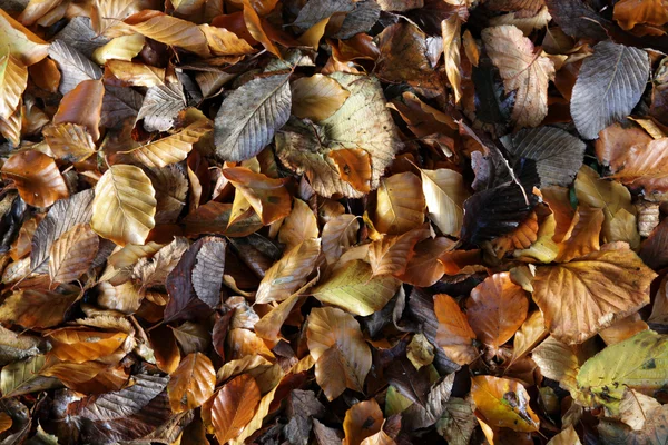 Φύλλα φθινοπώρου. — Φωτογραφία Αρχείου