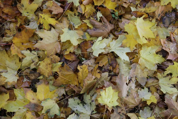 Осенние листья. — стоковое фото