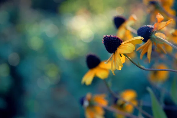 stock image Autumn flowerses