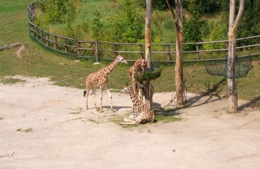 Giraffes in the Prague zoo clipart