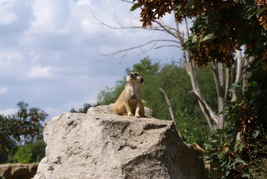 meerkat Prag Hayvanat Bahçesi