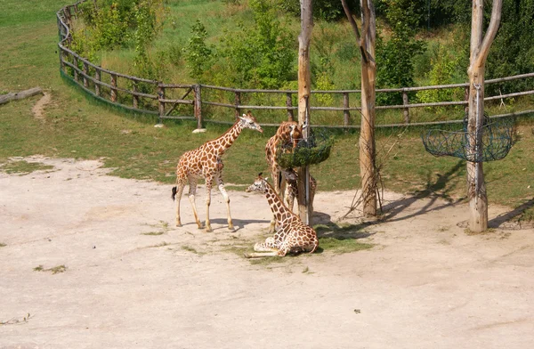 Giraffes in the Prague zoo — Stock Photo, Image