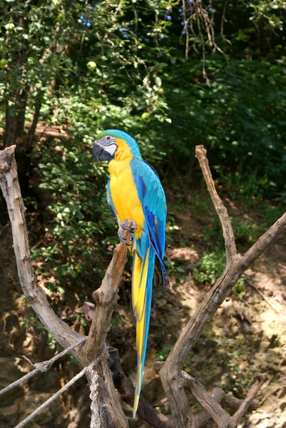 Parrot in the Prague Zoo — Stock Photo, Image