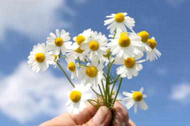 Camomile medicinal clipart