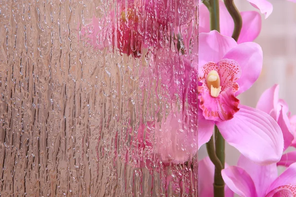Orchid achter het gebrandschilderd glas — Stockfoto