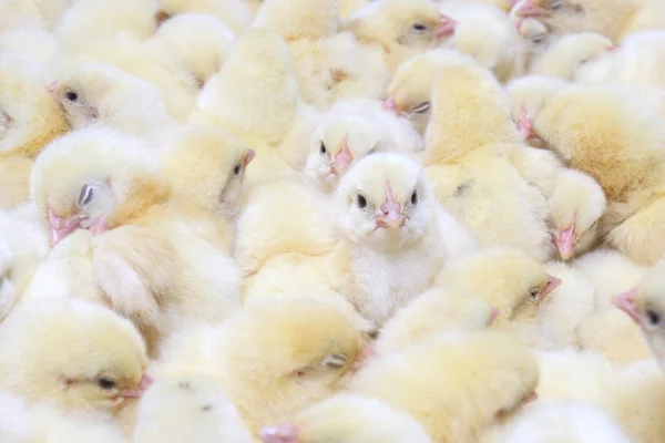 Group young chickens — Stock Photo, Image