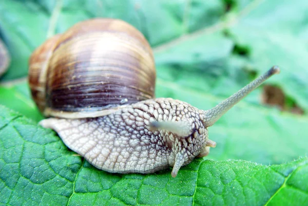 stock image Grape snail