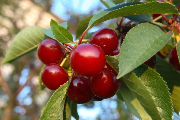 stock image Ripe cherries